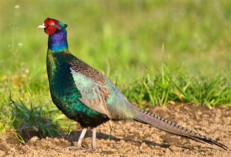 Green Pheasant: National Bird of Japan | Interesting Facts About Green ...