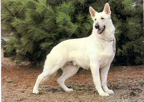 Big German Shepherds: Pure White German Shepherd