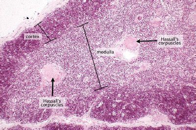 Thymus Gland Slide Labeled | thymus in this low power view, noting the ...