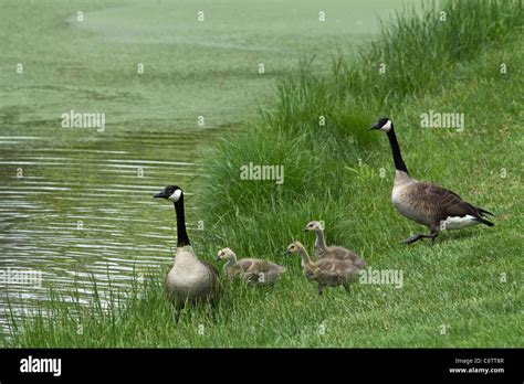 Countryside landscape farming in the USA hi-res Stock Photo - Alamy