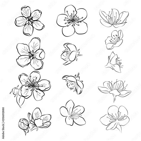 Cherry Blossom Flower Drawing Tattoo | Best Flower Site