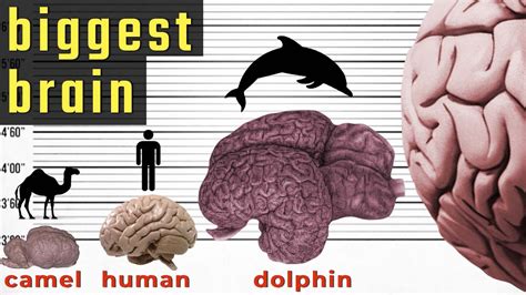 Biggest Brain in the World - Size Comparison | Comparison of Brain Size ...