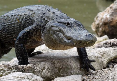 Florida: Walmart Shoplifter Found With Two Dead Alligators in His Car ...