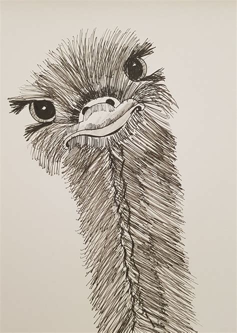 Cute ostrich pen art fun funny animal bird | Animal sketches easy, Bird ...