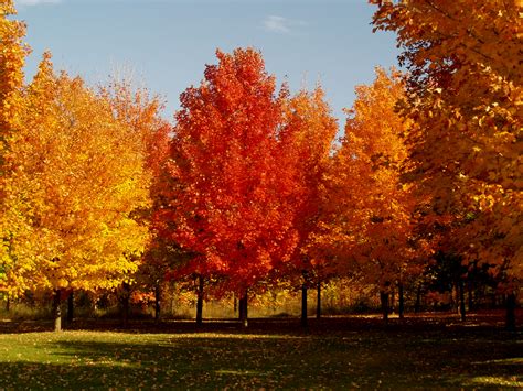 A Dazzling Fall Color and winter Landscape - Knecht's Nurseries ...