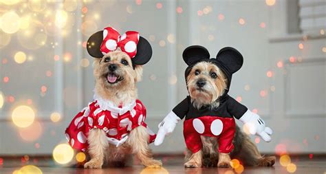 The Best Disney Dog Costumes for a Magical Halloween | BeChewy