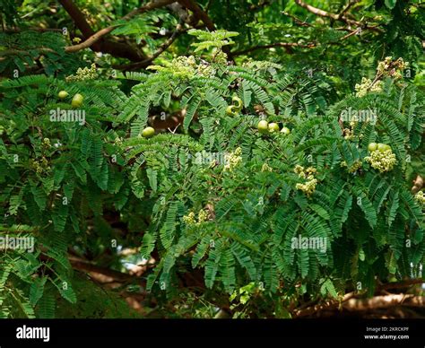 Fruits and leaves of Semecarpus anacardium known as Marking nut tree or ...