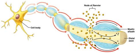 Multiple Sclerosis Research: Damage to the energy factories may afect ...