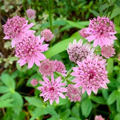 Astrantia 'Lola' | Shop Well Established Astrantia | Proctors Nursery