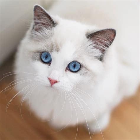 10 Things to Know Before Getting a Ragdoll Cat – The Cat Butler