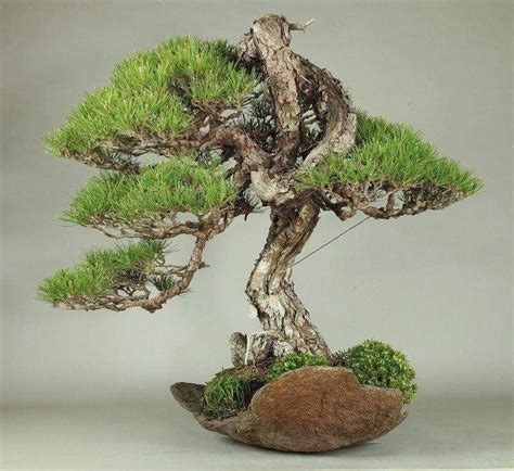 Pin by Ck :-D on Bonsai | Indoor bonsai tree, Bonsai tree types, Indoor ...