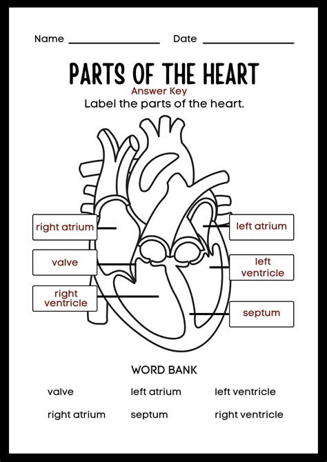 Parts of the Heart Worksheet for Kids