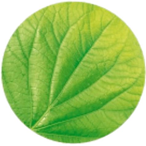 Logotipo Garnier Leaf PNG transparente - StickPNG