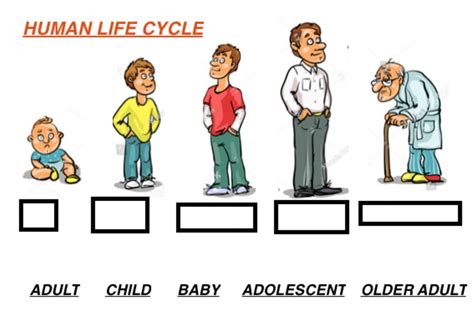 Human life cycle activity