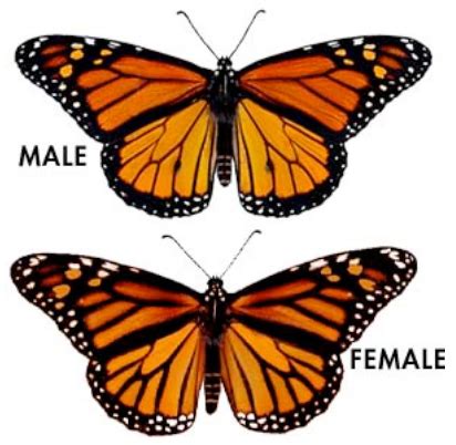 Monarch Butterfly Fact Sheet - Signs of the Seasons: A New England ...