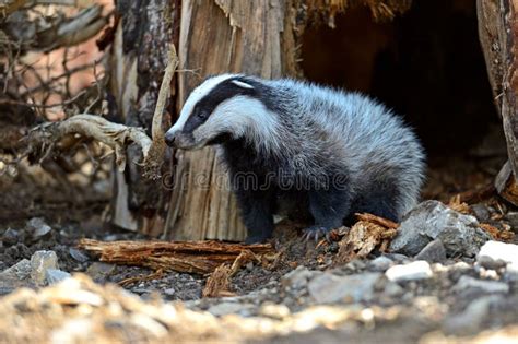 Badger stock image. Image of fauna, nature, forest, mammal - 33265157