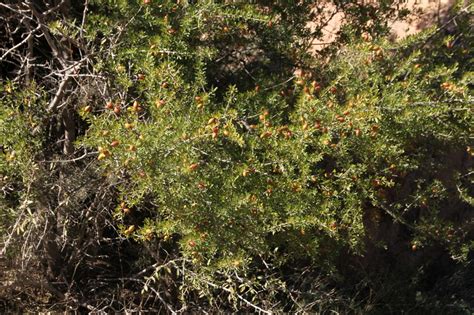 African Plants - A Photo Guide - Sideroxylon spinosum L.