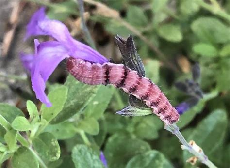 Purple caterpillar - BugGuide.Net