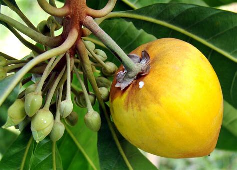 CANISTEL / EGG FRUIT #2 | Canistel is believed to have origi… | Flickr