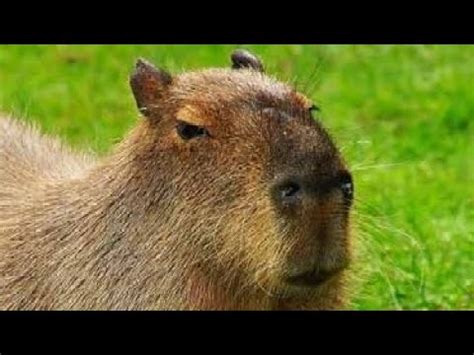 CAPYBARA EVOLUTION - YouTube