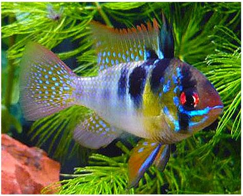 Dwarf German Blue Ram Cichlid | Arizona Aquatic Gardens