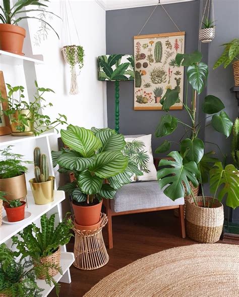 Indoor Plants Living Room Ideas