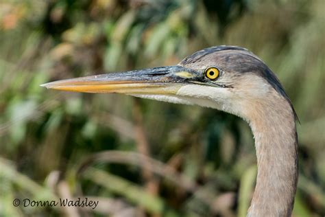 Great Blue Herons – Habitat, Profile & Close-Up | Photos by Donna