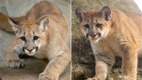 5-month-old cougar cubs Shasta VII and Louie make public debut at ...