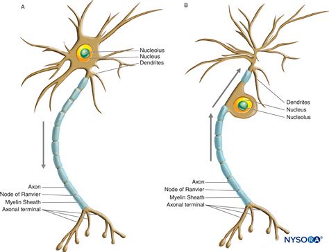 Histology of the Peripheral Nerves and Light Microscopy - NYSORA