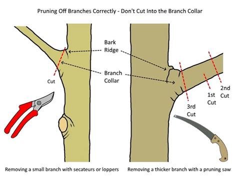 Pruning your mature tree - Trees SA