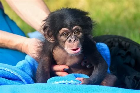 WATCH: Adorable moment a baby monkey laughs for the very first time ...