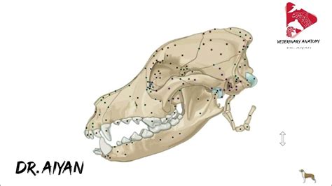 Anatomy of the canine hyoid apparatus - YouTube