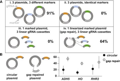 A Convenient and High-Efficiency gRNA Delivery Method for Multiplex ...