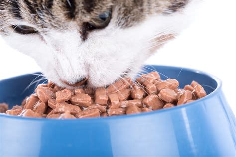 The Best Wet Cat Foods of 2021 - Pet Life Today