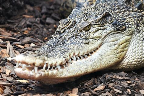 Saltwater Crocodile (Crocodylus Porosus) Stock Image - Image of relax ...