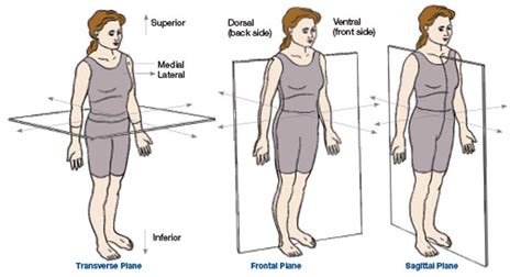 Planes of Motion Explained | ACE Blog