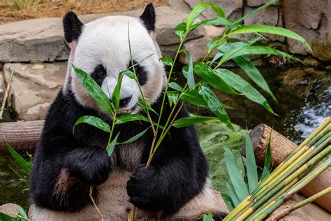 5 Advanced Features of Pandas and How to Use Them | by George Seif ...