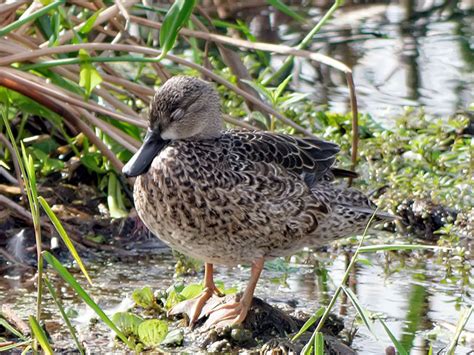 Blue Winged Teal Hunting - Waterfowlers Challenge