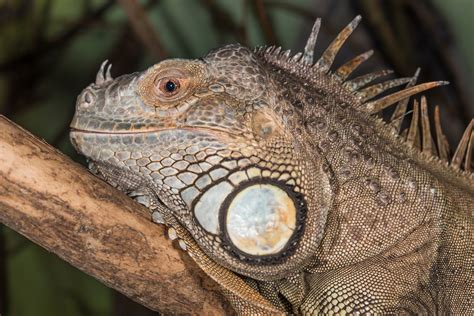 Are Iguanas Good With Dogs