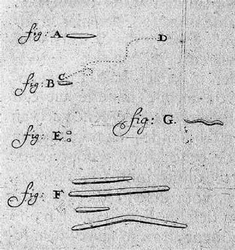 Anton Van Leeuwenhoek Drawings