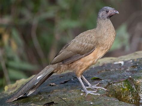 Plain Chachalaca - eBird