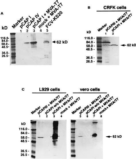 Summary of the capsid protein constructs that were used in this study ...