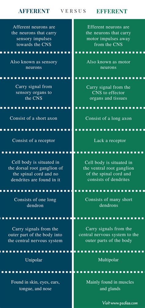 Difference Between Afferent and Efferent | Definition, Features, Function