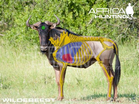 HUNTING Wildebeest | AfricaHunting.com