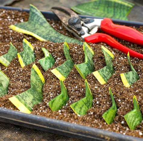 How to Propagate a Snake Plant So You Can Share It with Friends