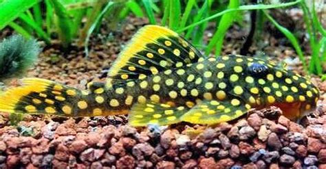 ﻿Gold Nugget Pleco L-018 (Baryancistrus sp.) a.k.a. Orange Seam Pleco ...