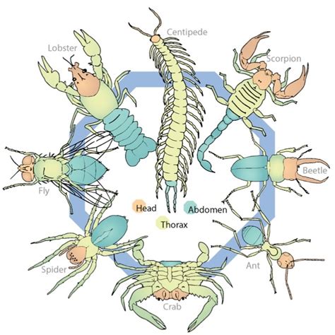 Arthropods