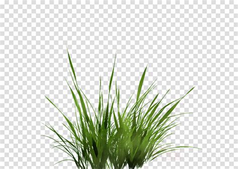 grass bush clipart 10 free Cliparts | Download images on Clipground 2024