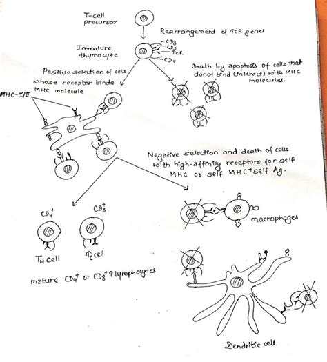 T-cell maturation, activation and differentiation - Online Biology Notes