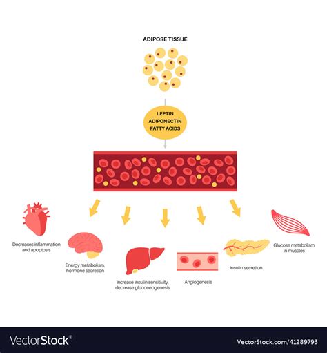 Adipose tissue hormones Royalty Free Vector Image